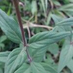 Bouvardia ternifolia leaf picture by Shehadi Ramiz (cc-by-sa)