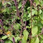Achyranthes aspera flower picture by Vita93 Vita93 (cc-by-sa)