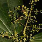 Miconia commutata leaf picture by Nelson Zamora Villalobos (cc-by-nc)