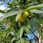 Syzygium jambos fruit picture by jamie (cc-by-sa)
