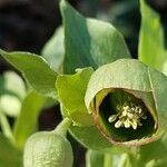 Helleborus foetidus flower picture by Patrick Fournier (cc-by-sa)