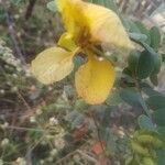 Senna auriculata flower picture by Rajendra Rajendra Choure (cc-by-sa)