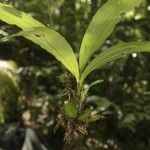 Paphinia cristata habit picture by R. Tournebize (cc-by-sa)