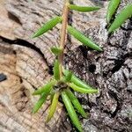 Portulaca pilosa leaf picture by Matthew Horrigan (cc-by-sa)