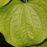 Dioscorea urophylla leaf picture by Nelson Zamora Villalobos (cc-by-nc)