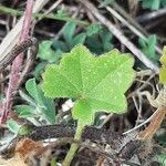 Malva hispanica leaf picture by Monteiro Henrique (cc-by-sa)