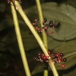 Clidemia discolor fruit picture by Nelson Zamora Villalobos (cc-by-nc)