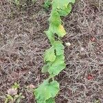 Cucurbita maxima habit picture by Trap Hers (cc-by-sa)
