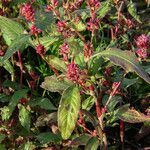 Persicaria lapathifolia habit picture by Eleftherios (cc-by-sa)