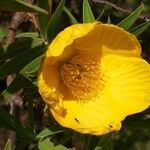 Hypericum lanceolatum flower picture by Sarami (cc-by-sa)