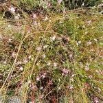 Oenothera lindheimeri habit picture by Luca Favorido (cc-by-sa)