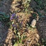 Limonium vulgare habit picture by Jean-René Girardeau (cc-by-sa)
