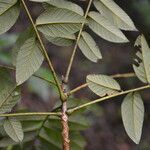 Dussia macroprophyllata leaf picture by Nelson Zamora Villalobos (cc-by-nc)