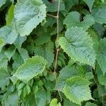 Vitis riparia leaf picture by Jesse Osborne (cc-by-sa)