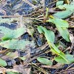 Potamogeton polygonifolius leaf picture by Mehmudul Mehmudul Islam Ansary (cc-by-sa)