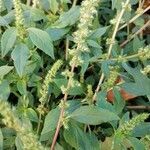 Amaranthus hybridus leaf picture by Bua Lado Fco. Javier (cc-by-sa)