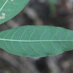 Faramea occidentalis leaf picture by Nelson Zamora Villalobos (cc-by-nc)