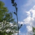 Camelina sativa leaf picture by Carissa E (cc-by-sa)