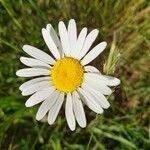 Cota triumfetti flower picture by Baur Jean-Marie (cc-by-sa)