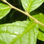 Dichapetalum axillare leaf picture by Nelson Zamora Villalobos (cc-by-nc)
