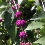Callicarpa americana fruit picture by Diane Smith (cc-by-sa)
