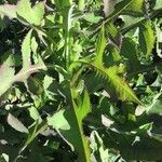 Lactuca floridana habit picture by Khadijah Khan (cc-by-sa)