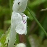 Lamium bifidum flower picture by Jean-Francois Julien (cc-by-sa)