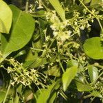 Tassadia obovata habit picture by Nelson Zamora Villalobos (cc-by-nc)