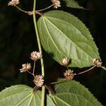 Eupatoriastrum nelsonii leaf picture by Nelson Zamora Villalobos (cc-by-nc)