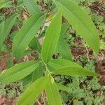 Santalum album leaf picture by Abraham Zachariah (cc-by-sa)
