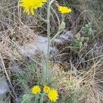 Crepis chondrilloides flower picture by Boris Turk (cc-by-sa)