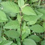 Sida acuta habit picture by R. Tournebize (cc-by-sa)
