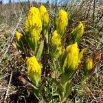 Castilleja levisecta flower picture by Ethan Greer (cc-by-sa)