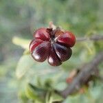 Turraea mombassana fruit picture by susan brown (cc-by-sa)