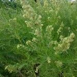Artemisia dracunculus flower picture by laurence paye (cc-by-sa)