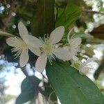 Eugenia brasiliensis flower picture by souza Rafaelrsa (cc-by-sa)