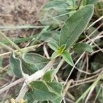 Gomphrena perennis leaf picture by Trap Hers (cc-by-sa)