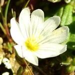 Cerastium semidecandrum flower picture by Roberto Dessì (cc-by-sa)