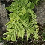 Gymnocarpium robertianum leaf picture by Alain Lagrave (cc-by-sa)