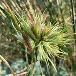 Juncus bulbosus flower picture by Cornelia Kaya (cc-by-sa)