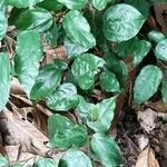Griffonia simplicifolia leaf picture by Gnagbo Anthelme (cc-by-sa)
