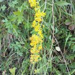 Solidago virgaurea flower picture by beatrice chiappini (cc-by-sa)
