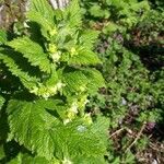 Scrophularia vernalis habit picture by Els Helmers (cc-by-sa)