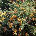 Genista triacanthos habit picture by Sergio-OMA (cc-by-sa)