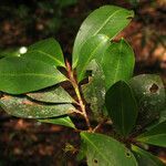 Erythroxylum amazonicum leaf picture by Jean-François Molino (cc-by-sa)