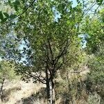 Quercus faginea habit picture by Sánchez Garrido Joan Francesc (cc-by-sa)