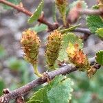 Betula nana flower picture by Tom Spruit (cc-by-sa)