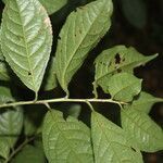 Symplocos panamensis leaf picture by Nelson Zamora Villalobos (cc-by-nc)