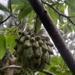 Annona cherimola fruit picture by Fanie Grondin (cc-by-sa)