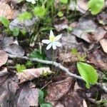 Coptis trifolia flower picture by collin pl (cc-by-sa)